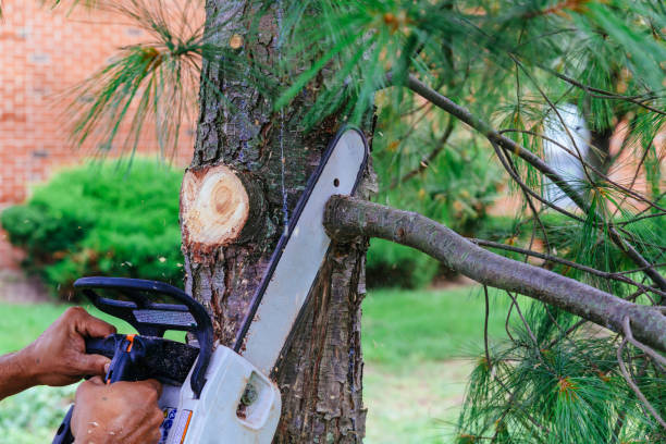 Trusted Ovilla, TX  Tree Services Experts